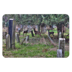 Ímã Veado Em Zentralfriedhof