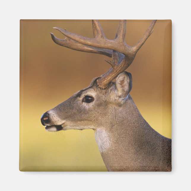 Imã Veado-mateiro, Odocoileus virginianus, (Frente)