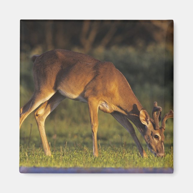 Imã Veado-mateiro, Odocoileus virginianus (Frente)