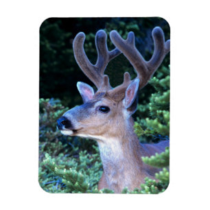 Ímã Veado negro   Parque Nacional da Olimpiadas