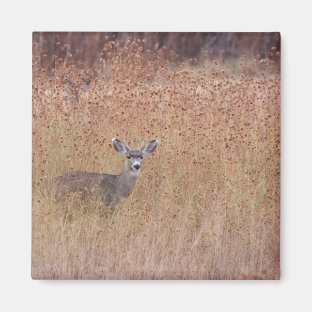 Imã Veado no prado (Frente)