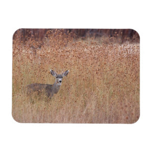 Ímã Veado no prado