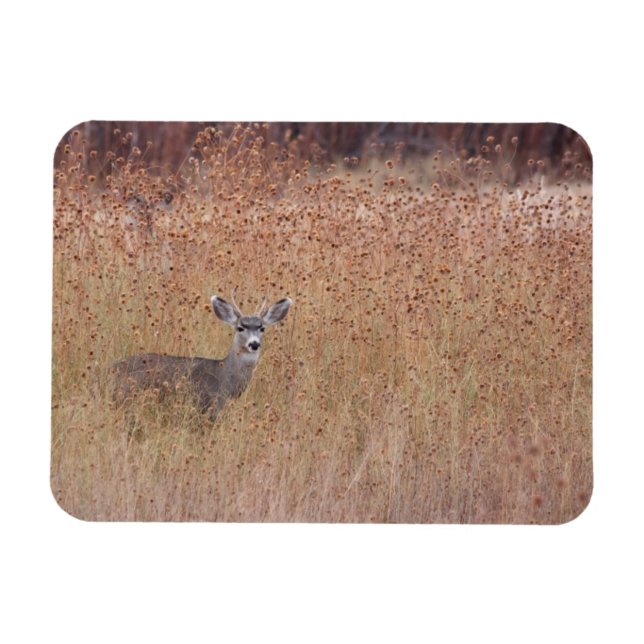 Ímã Veado no prado (Horizontal)