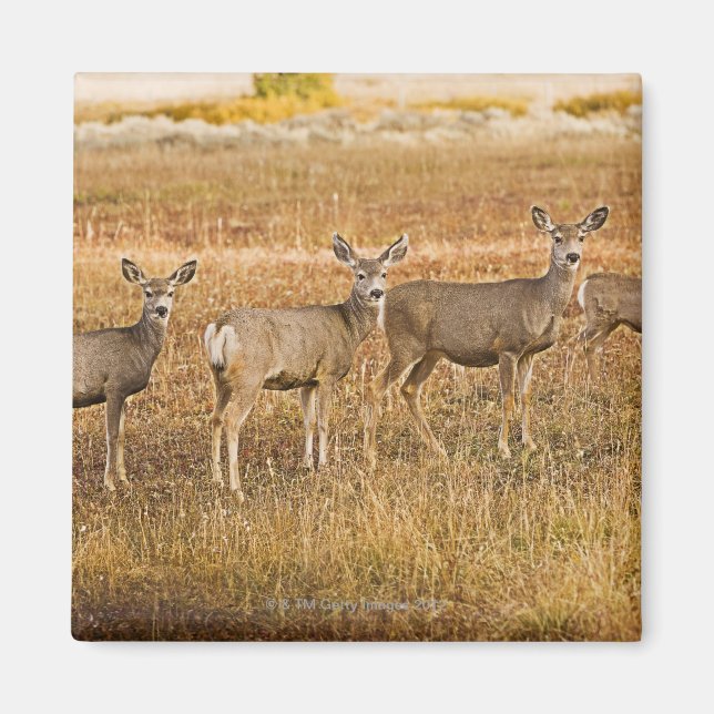 Imã Veado (Odocoileus hemionus) Um à esquerda com (Frente)