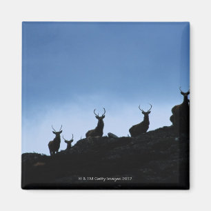 IMÃ VEADO VERMELHO (CERVUS ELAPHUS) MOSTRADO EM