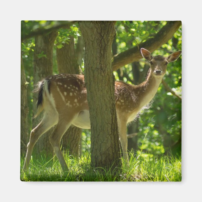 Imã Vedante de Febre Selvagem na Floresta Entre Árvore (Frente)