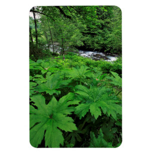 Ímã Vegetação de Floresta Verde Lush