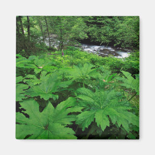Imã Vegetação Florestal Verde Luxuriante