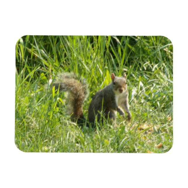 Ímã Veja Você Com Um Magneta Flexível (Horizontal)