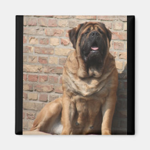 Imã velho Mastiff inglês