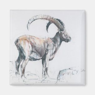 Imã Venerando Stambecco 2006