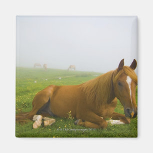 Imã veneto itália 2