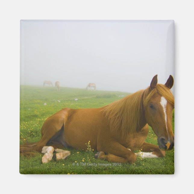 Imã veneto itália 2 (Frente)