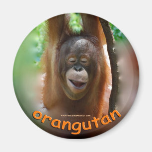 Imã Ventilador Oficial Orangutan