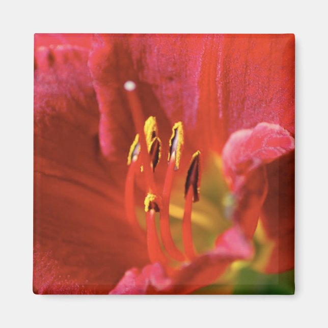 Imã Ver vermelho (Frente)