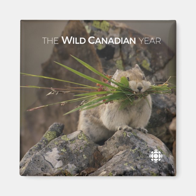 Imã Verão - América Latina (Frente)