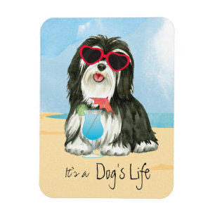 Ímã Verão Havanese