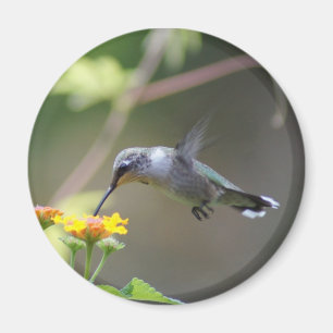 Imã Verão Hummer