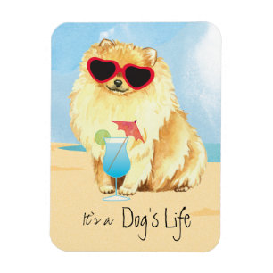 Ímã Verão Pomeranian