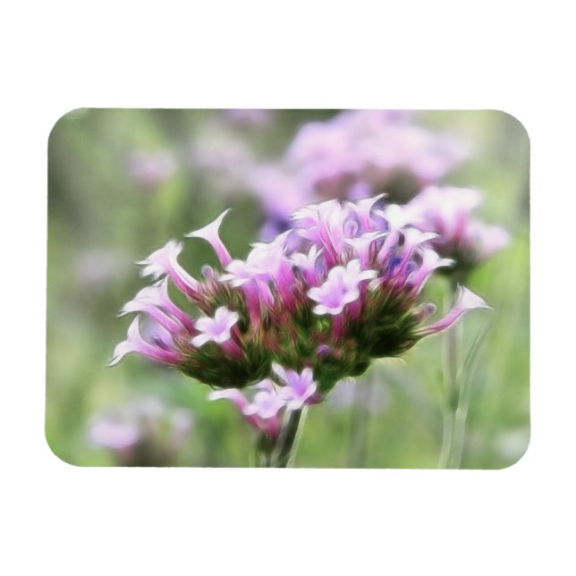 Ímã Verbena Bonariensis (Horizontal)