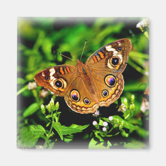 Imã Verdadeiras Cores - Magneta Butterfly Buckeye