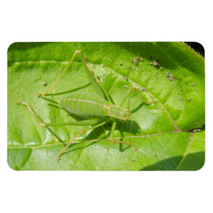 Ímã verde do prêmio da camuflagem do grilo