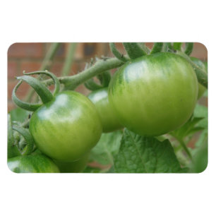 Ímã verde do prêmio dos tomates