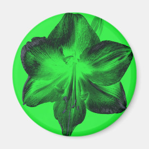 Imã Verde Escuro sobre o Amaryllis Verde Claro