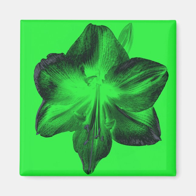 Imã Verde Escuro sobre o Amaryllis Verde Claro (Frente)