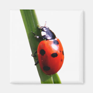 Imã Vermelho bonito joaninha manchado
