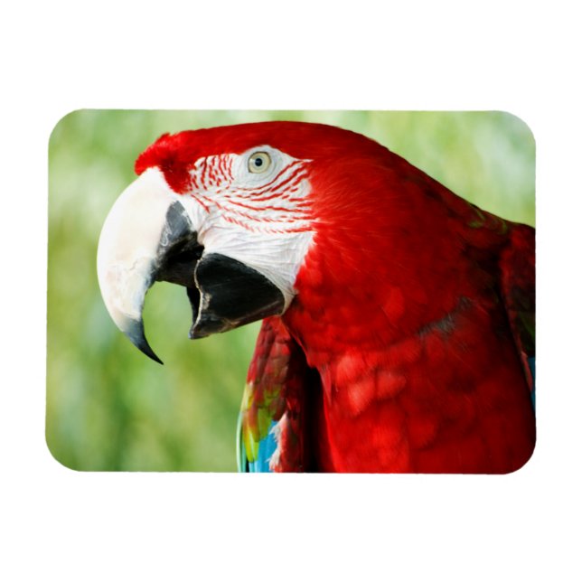 Ímã Vermelho Brilhante (Horizontal)