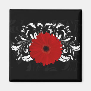 Imã Vermelho brilhante Gerbera Daisy em preto