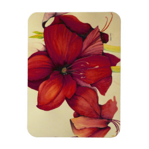 Ímã vermelho da foto do Amaryllis do Natal