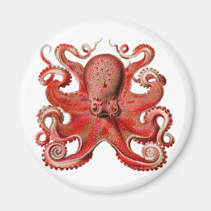Imã Vermelho Octopus Haeckel