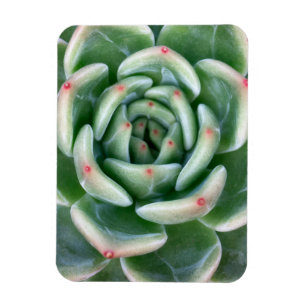 Ímã Vermelho verde Succulent derrubado