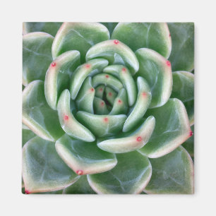 Imã Vermelho verde Succulent derrubado
