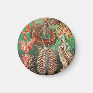 Imã Vermes, Annelids Chaetopoda, por Ernst Haeckel