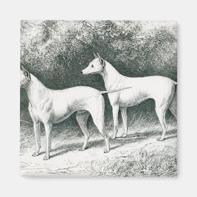 Imã Vero Shaw's White English Terriers (Frente)