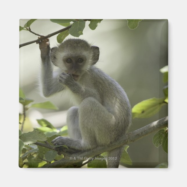 Imã Vervet Monkey, Zimbabué (Frente)