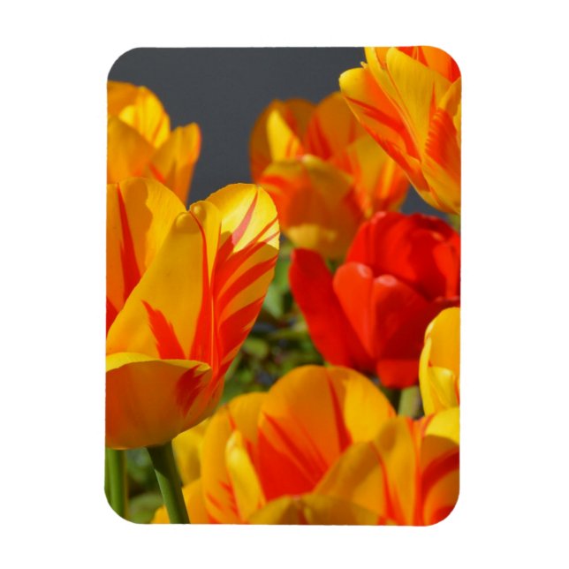 Ímã Vibrant Yellow and Red Tulips Garden Photo Magnet (Vertical)