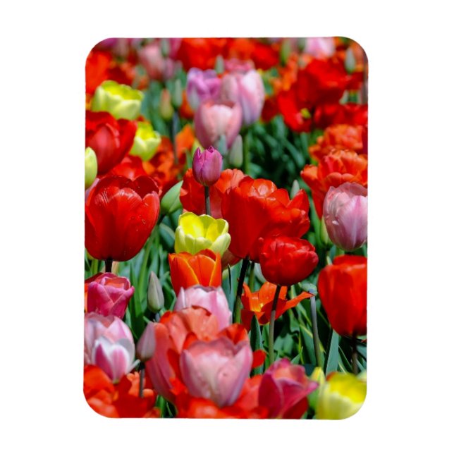 Ímã Vibrant Yellow and Red Tulips Garden Photo Magnet (Vertical)