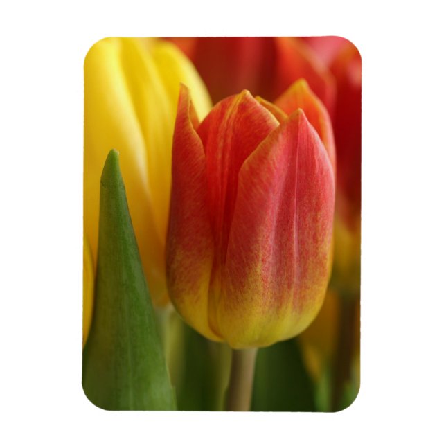 Ímã Vibrant Yellow and Red Tulips Garden Photo Magnet (Vertical)