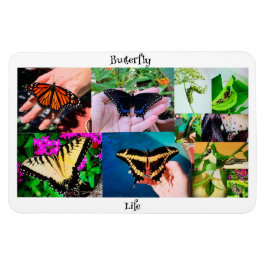 Ímã Vida da Borboleta
