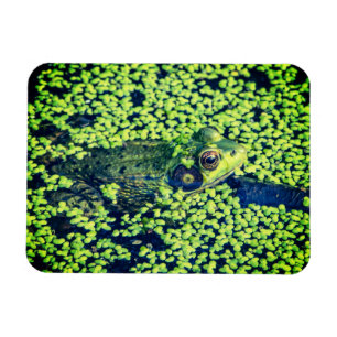 Ímã Vida da lagoa dos anfíbios do sapo verde