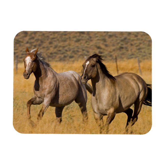 Ímã Vida no Rancho em The Ponderosa Ranch (Horizontal)