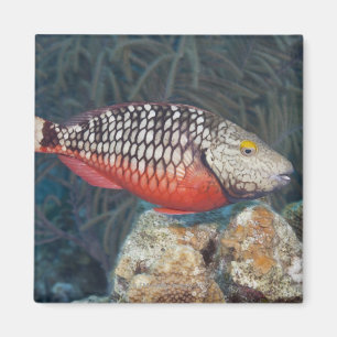 Imã Vida subaquática, PEIXE: um sinal de trânsito