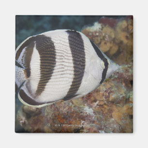 Imã Vida subaquática; PEIXES:  Um Butterflyfish unido