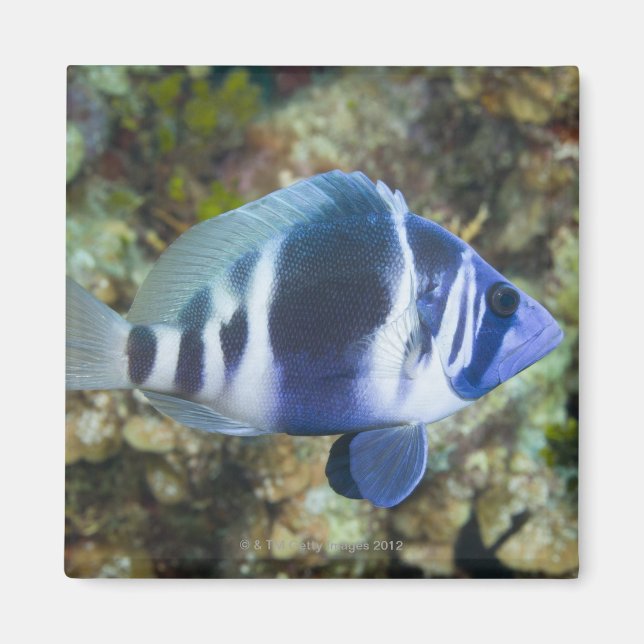 Imã Vida Submarina, FISH: Indigo Hamlet (Frente)