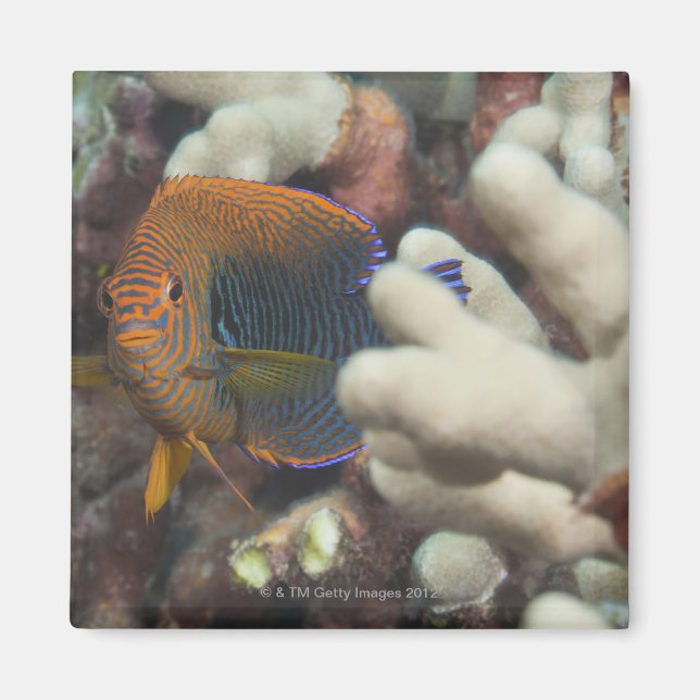 Imã Vida submarina; FISH: Um retrato de uma Potter (Frente)