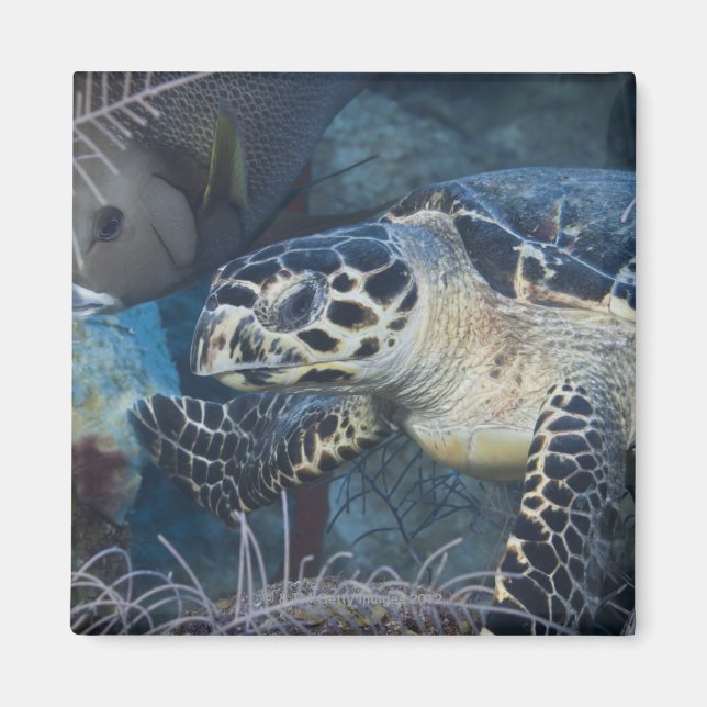 Imã Vida Submarina: Uma Tartaruga Marítima Hawksbill (Frente)